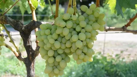 Tekirdağ'da Yeni Üzüm Çeşidi Tescillendi