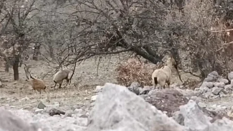 Malatya'da Yaban Keçileri Görüntülendi