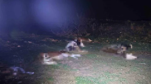 Kırşehir'de Cansız Hayvan İhbarı
