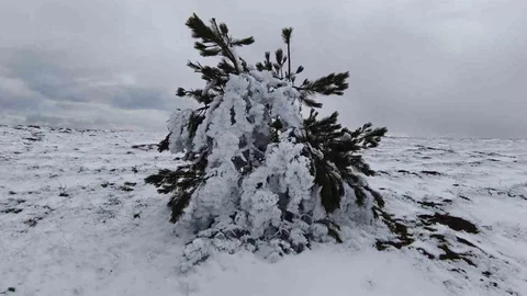 Bolu'da Dondurucu Soğuklar Ağaçları Buz Tuttu
