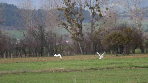 Bolu'da Nadir Beyaz Balıkçıl Kuşları Görüntülendi