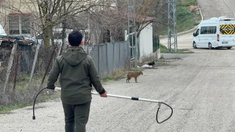 Karabük'te Hasta Çakal Tedavi Edildi