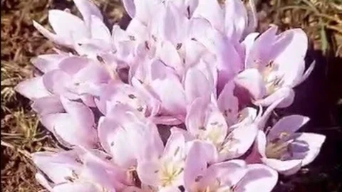 Tunceli’de Çiğdemler Erken Açtı