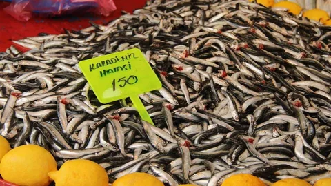 Menteşe'de Hamsi Fiyatları Düşüyor