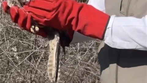 Osmaniye'de Şahinler Doğaya Döndü