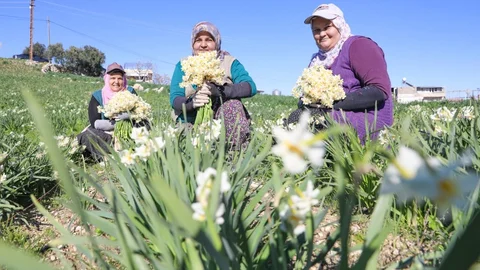 Mersin'de Nergis Kokusu Yayılıyor: Atıl Araziler Çiçek Açtı, Üretim 10 Kat Arttı