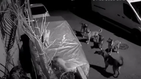 Başakşehir'de Köpek Saldırısı: Kedi Hayatını Kaybetti