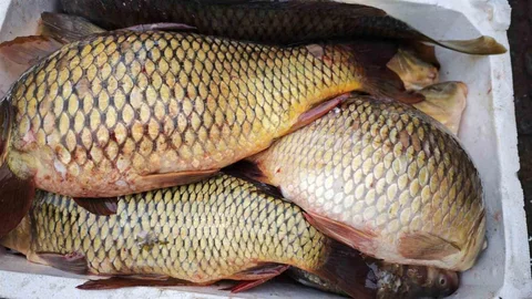 Bitlis'te Sazan Balığına Yoğun İlgi