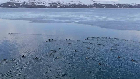 Nazik Gölü'nde Ördeklerin Dansı