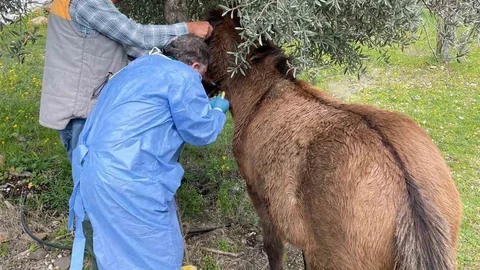 İncirliova'da Afrika At Vebası Çalışmaları Başlatıldı