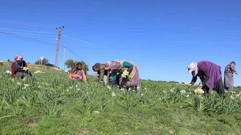 Mersin'de Nergis Üretimi Artıyor