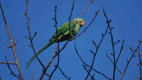 İskender Papağanı Tatvan'da Görüntülendi
