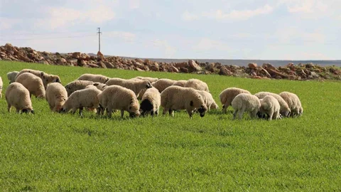 Şanlıurfa'da Kar Yağdı Yeşil Doğa Ortaya Çıktı