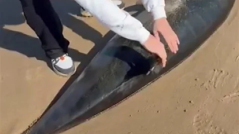 Şile’de Kıyıya Vuran Ölü Yunus