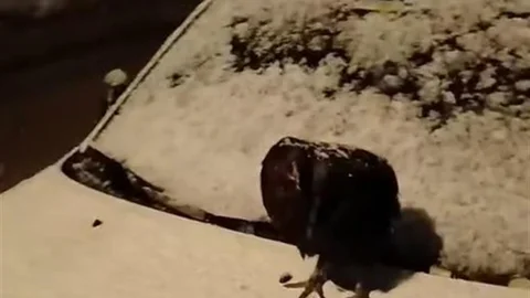 Tokat’ta Tavuk Olayı Yaşandı