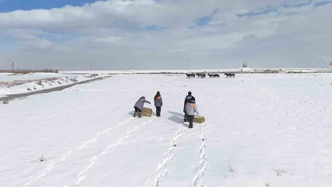 Kayseri'de Sokak Hayvanlarına Destek