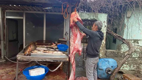 Osmaniye'de Dev Yayın Balığı Sergilendi