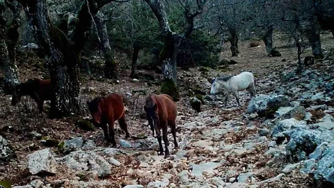 Kovada Gölü'nde Yaban Hayatı Görüntülendi