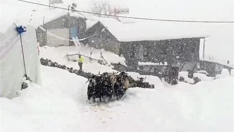 Sivas'ta Keçilerin Karla Mücadelesi
