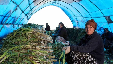 Lüleburgaz’da Pırasa Hasadı Devam Ediyor