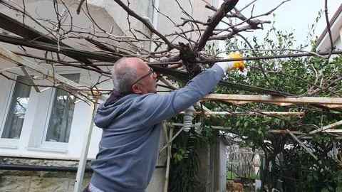 Burhaniye'de Asma Budama Sezonu Açıldı