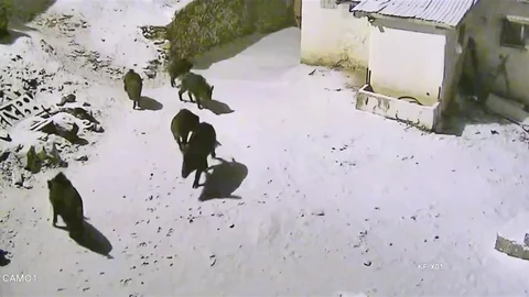 Elazığ'da Domuz Sürüsü Köye İndi