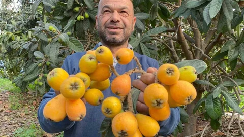 Mersin'de Yenidünya Sezonu Başladı