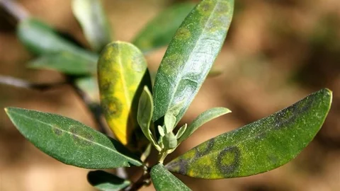 Aydın'da Zeytin Hastalığı Uyarısı