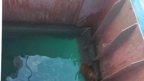 Hatay'da İtfaiye Köpeği Kurtardı