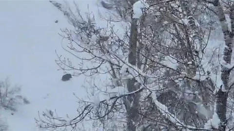 Tunceli'de Yaban Domuzu Görüntülendi