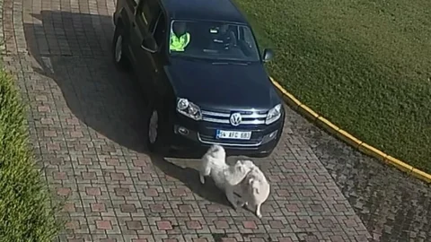 Sakarya Valiliği'nde Köpek Ölümü Olayı Görüntüleri Yayınlandı