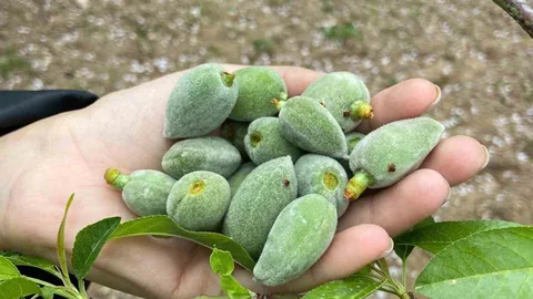 Datça'da Çağla Bademi Hasadı Başladı