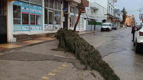 Kahta'da Rüzgar Ağaç Devrildi