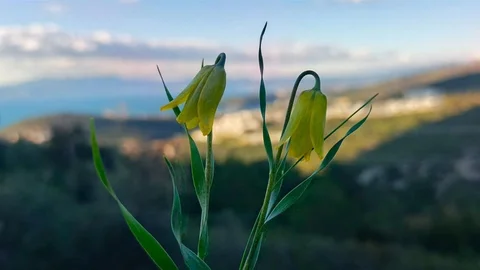 Aydın'da Ağlayan Gelinler Çiçek Açtı