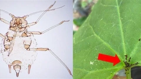 Kaz Dağları'nda Yeni Böcek Türü Keşfedildi