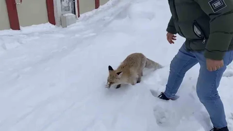Bingöl'de Kızıl Tilki Sokaklarda Görüntülendi