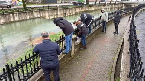 Uludere Çayı'nda Binlerce Ölü Balık Bulundu