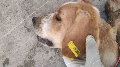 Samsun'da Sokak Hayvanlarına Destek