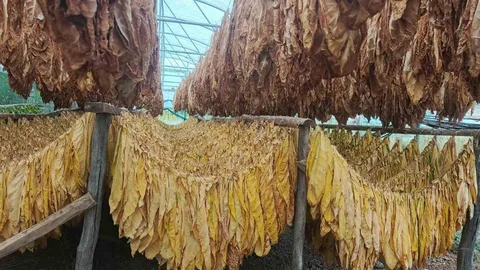 Bilecik’te Tütün ve İpekböceği Yetiştiriciliği Başlıyor