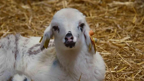 Koyunlarda Suni Tohumlama Projesi Bursa'da Başlıyor