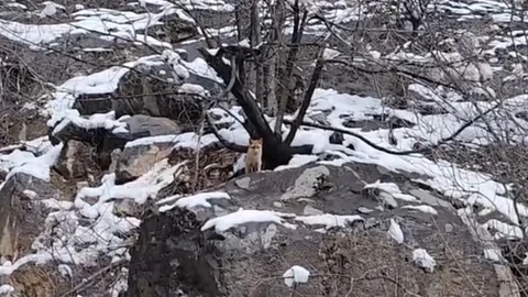 Tunceli'de Tilki Görüntülendi