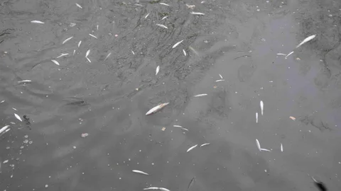 Sakarya'da Balık Ölümleri Endişe Veriyor