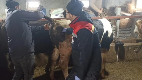 Beyşehir'de Şap Hastalığı Mücadelesi