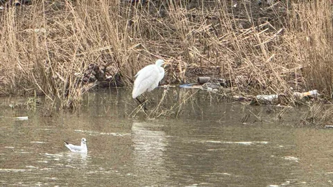 Alaplı Çayı'nda Kuş Göçü Başladı