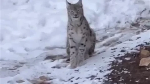 Gümüşhane'de Vaşak Görüntülendi