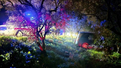 Mudanya'da Zeytinliğe Daldı