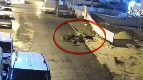 Samsun'da Sokak Köpeklerinin Saldırısı