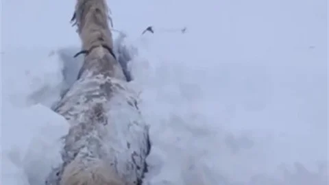 Kars'ta At Kara Saplandı