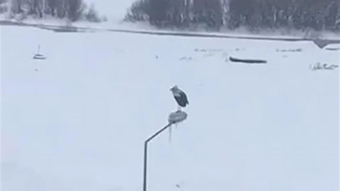 Ardahan'da Elektrik Direğinde Leylek Görüntülendi