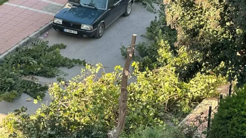 Mezitli’de Ağaç Budama Çalışmasına Vatandaşlardan Tepki: " Resmen Katlettiler!"